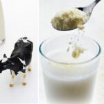 Bé 2 tuổi nên cho uống sữa tươi hay sữa bột tốt hơn?