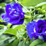 Hoa đậu biếc khô và tươi? Hoa đậu biếc có tác dụng gì? uống được không?