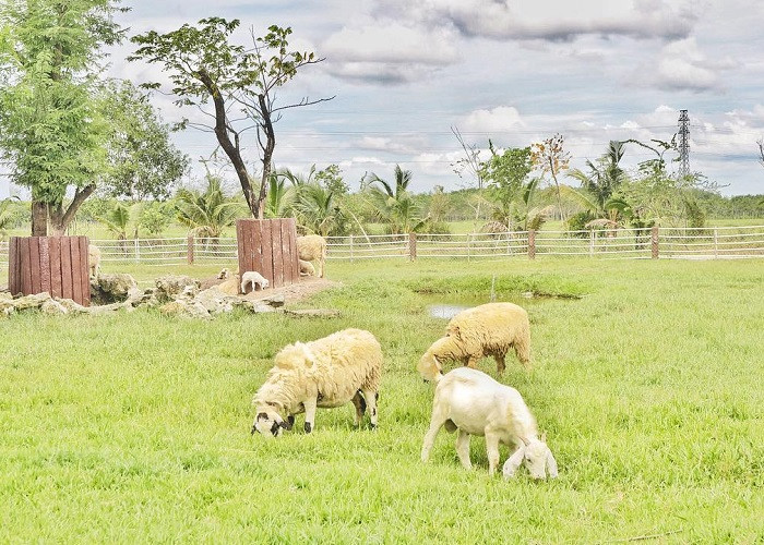 Nông Trang Xanh - Khám phá thế giới nông nghiệp